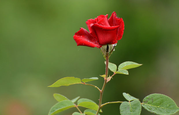 夏季月季花怎么管理養(yǎng)護？