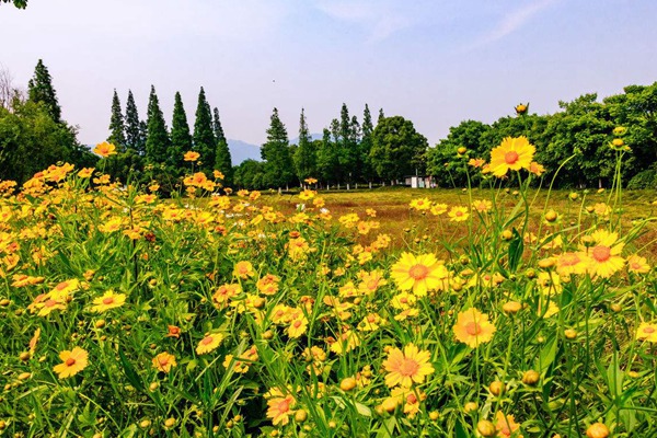 金雞菊