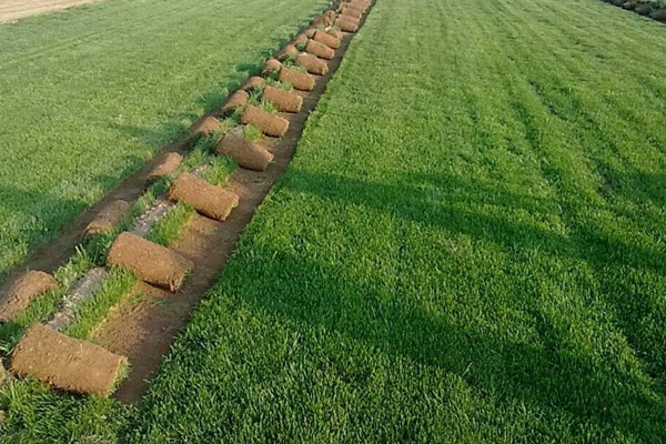 國(guó)外狗牙根草坪種植方法分享