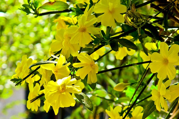 迎春花種植最為簡(jiǎn)單粗暴的方法，沒(méi)有之一！