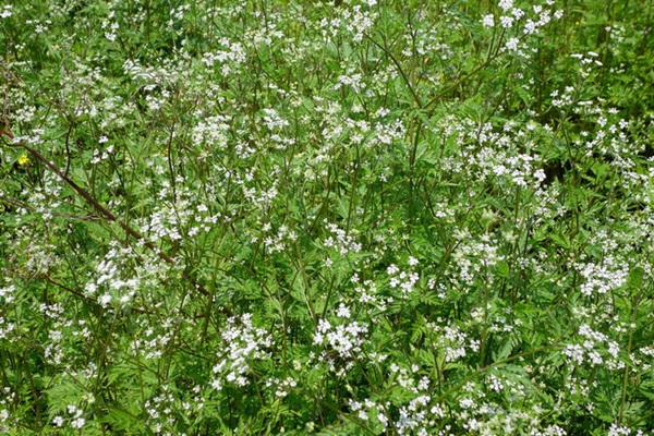 野胡蘿卜花的優(yōu)點(diǎn)以及如何種植