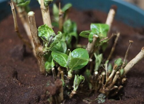 繡球花到了冬天會(huì)掉葉子嗎