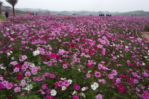 格桑花種子怎么種，需要泡水催芽嗎？