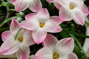 蔥蘭一年開幾次花