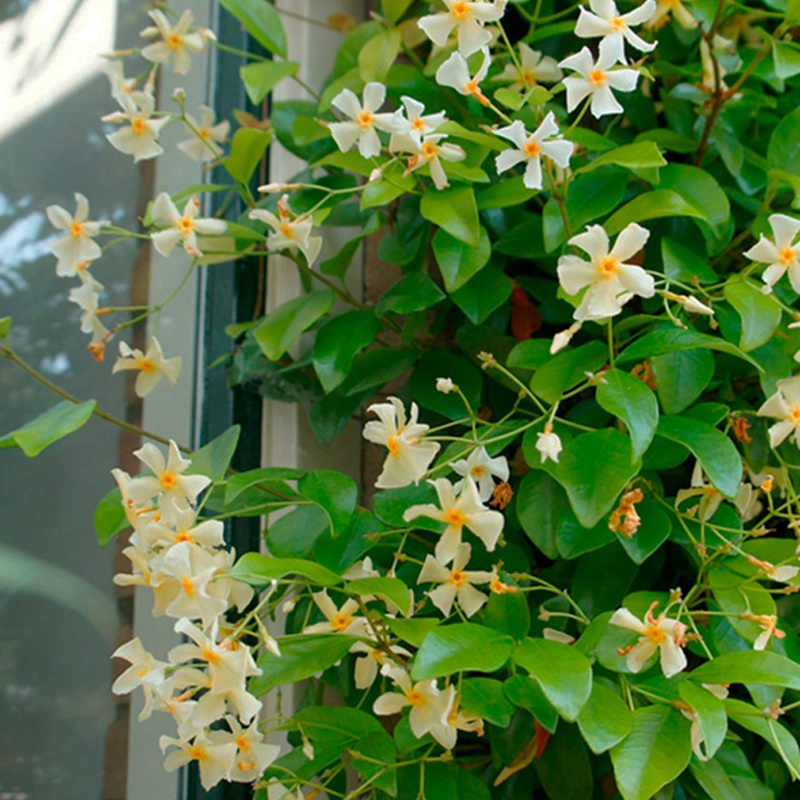 [黃色風(fēng)車茉莉]黃色風(fēng)車茉莉花期_批發(fā)價格