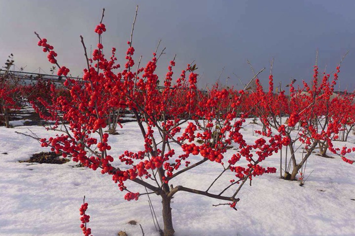 現(xiàn)在種什么花春節(jié)能開花