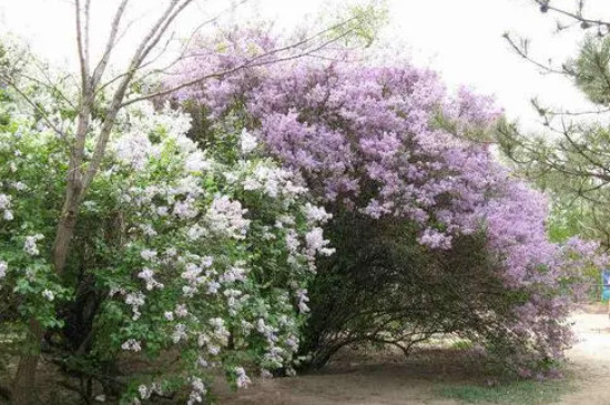 冬季里最耐寒的15種花卉