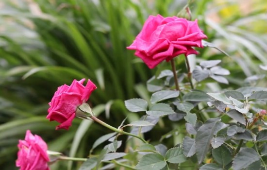 月季12月份能開花嗎？