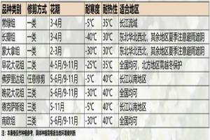 鐵線蓮的品種如何來選擇(不同組類鐵線蓮的區(qū)別)