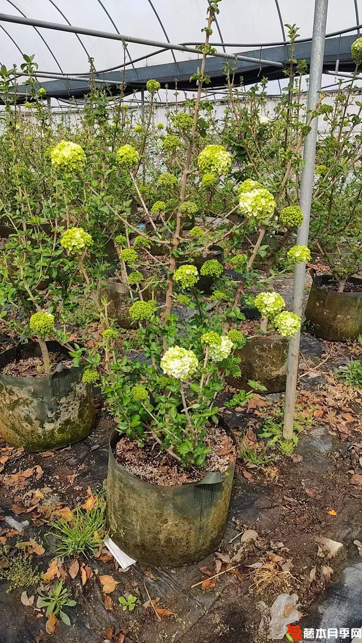 中華木繡球美植袋苗帶花苞花貨