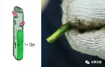 月季嫁接技術大全圖解
