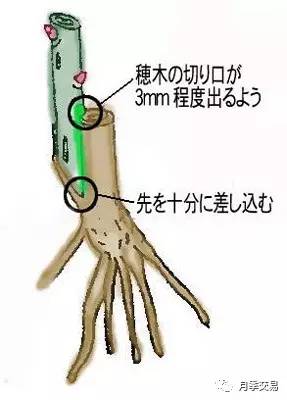 月季嫁接技術大全圖解