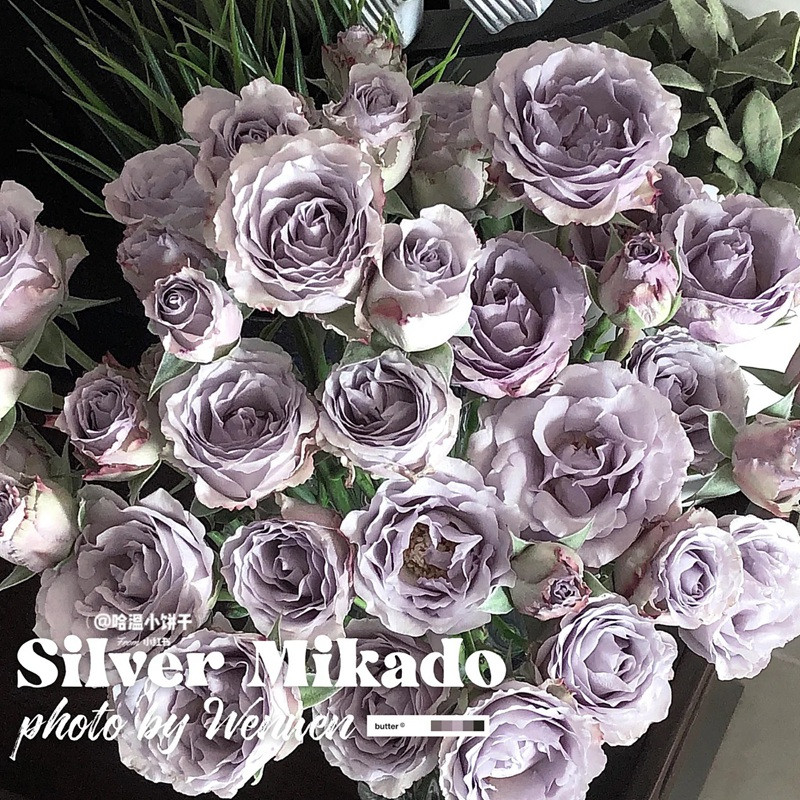 銀魅Silver Mikado