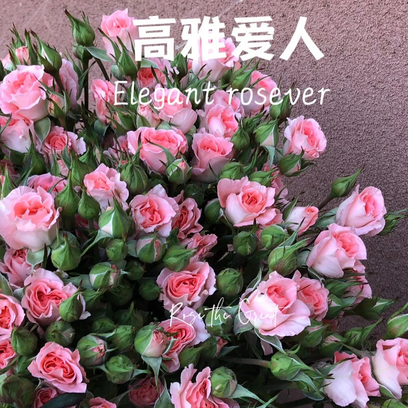 高雅愛(ài)人Elegant Rosever