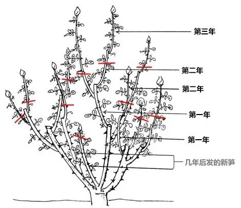 室外月季花怎樣過冬修剪