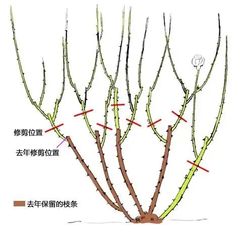 室外月季花怎樣過冬修剪