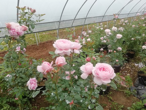 瑞典女王月季的開花特點