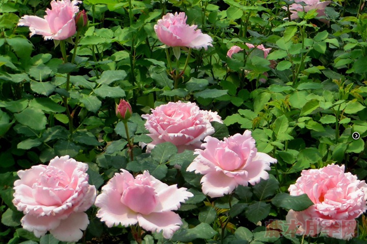 索菲羅莎開花是由幾種顏色