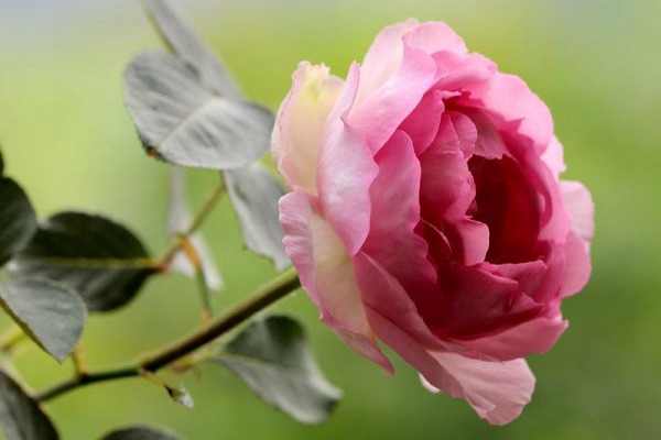 伊芙魂之香水和伊芙貴族香水一樣嗎