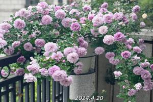 藍色陰雨的花色和香味是什么樣的