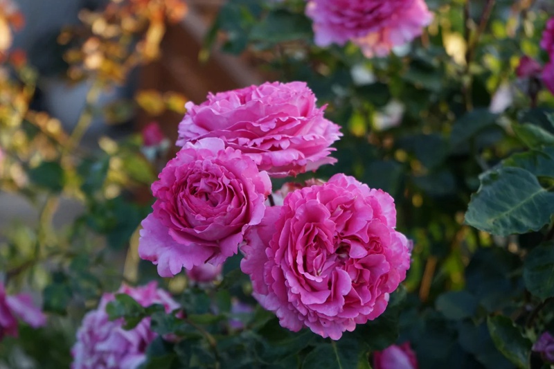 藤本伊芙伯爵月季特點