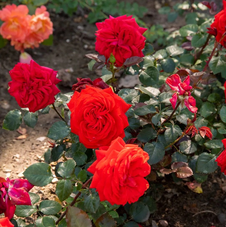 薩利塔花環(huán)Salita Flower Circus