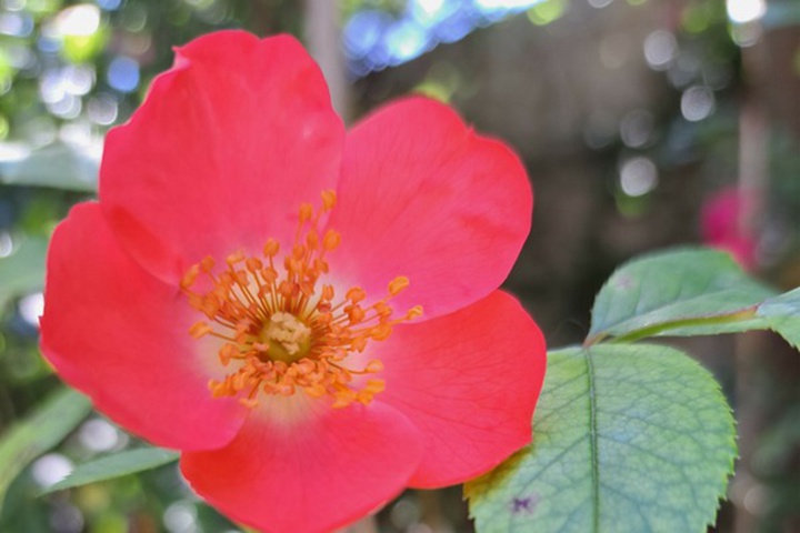 珊瑚美蘭地/阿姆斯特芬 Coral Meidiland