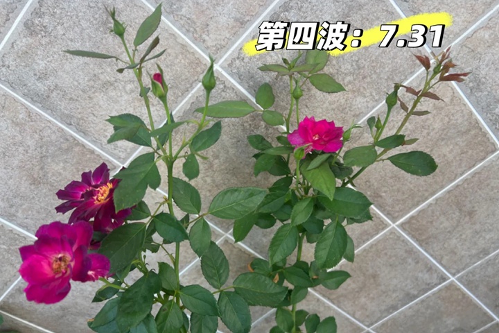 月季午夜深藍(lán)花色會變嗎