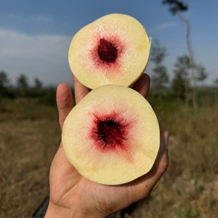 冬桃哪個(gè)品種最甜最好吃