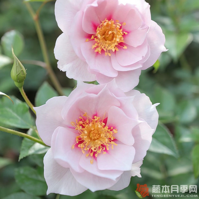 一見(jiàn)鐘情月季花的優(yōu)缺點(diǎn)