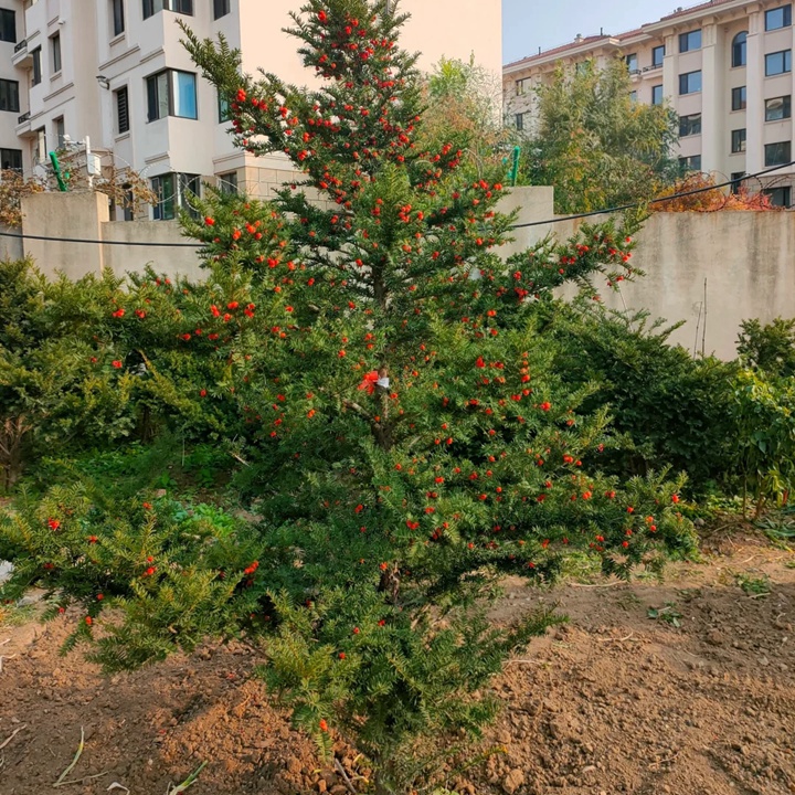 高海拔的地方適合種什么樹？