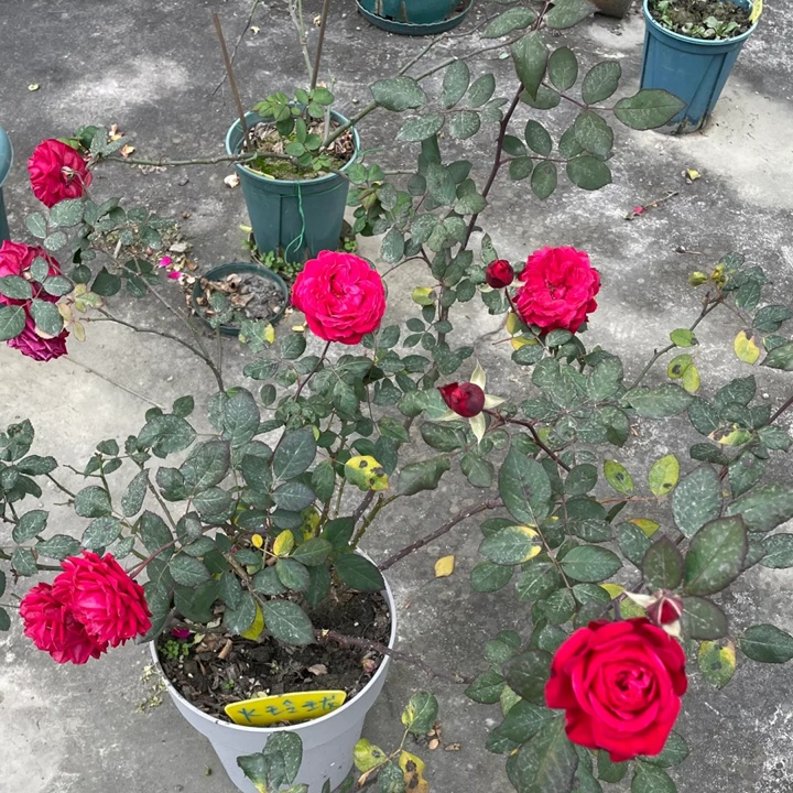 月季火玲瓏和紅蘋(píng)果哪個(gè)更好