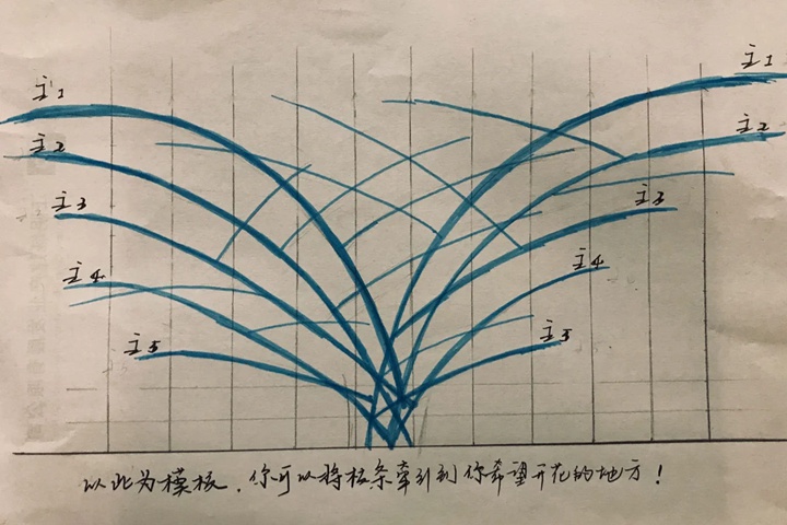 藤本月季的修剪和牽引詳細攻略