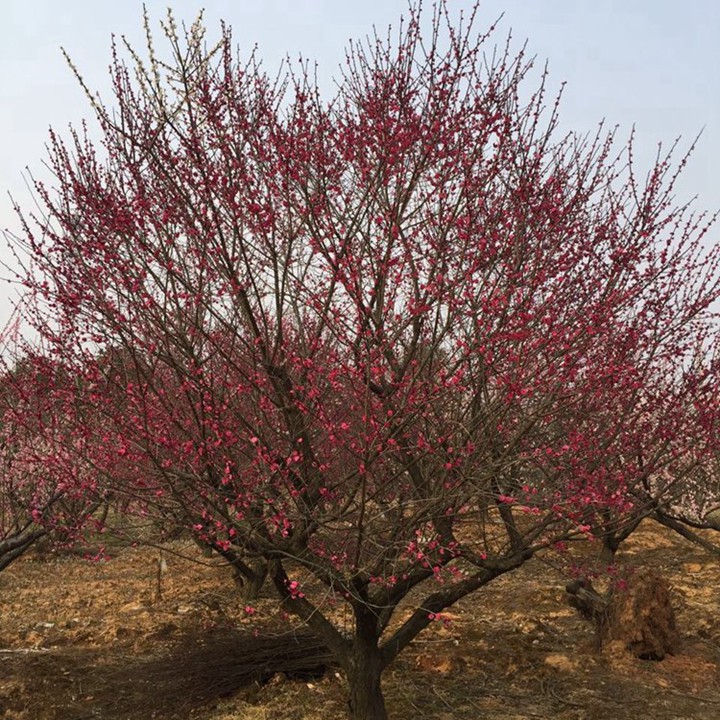 紅梅樹什么時候移栽成活率高