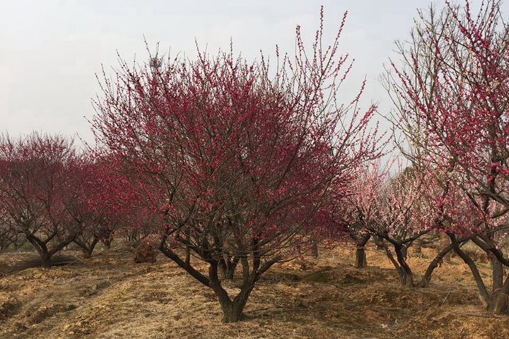 紅梅樹什么時候移栽成活率高