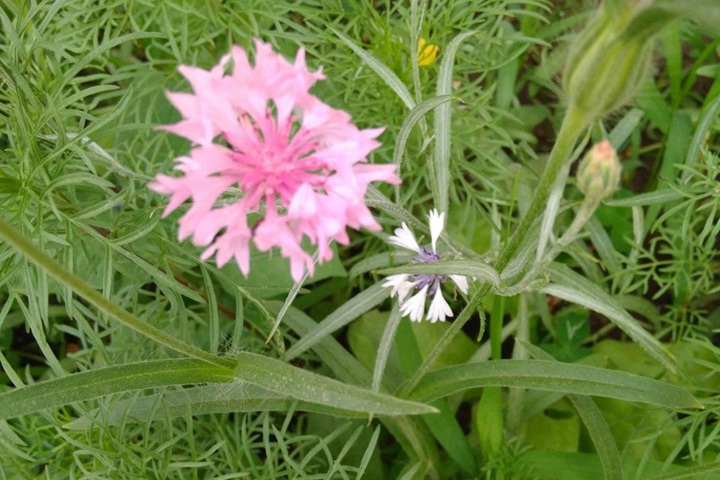 矢車(chē)菊第二年能自生嗎？