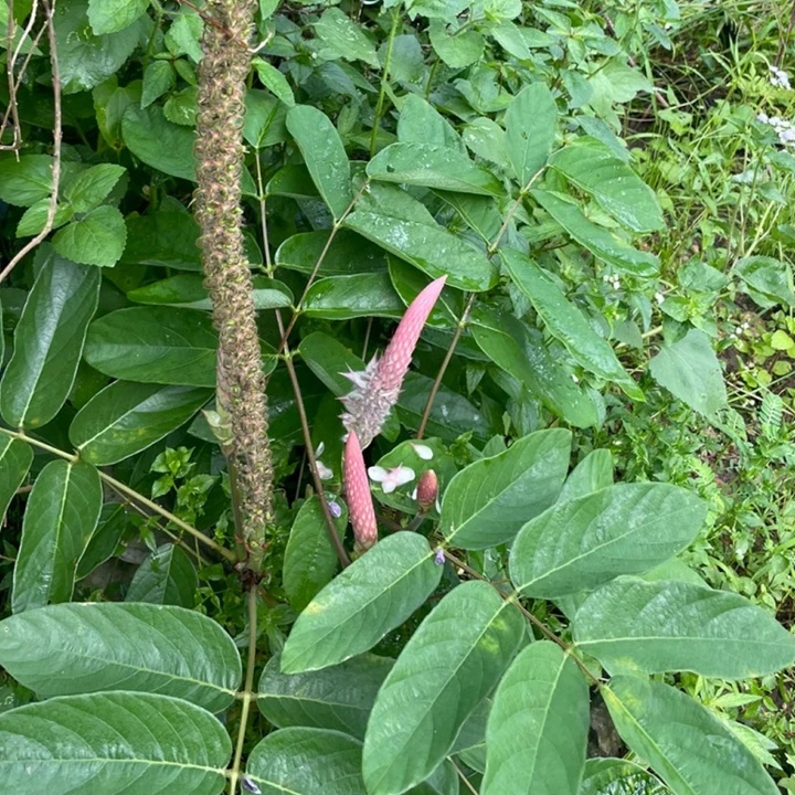 貓尾草如何養(yǎng)護才能開花更好？