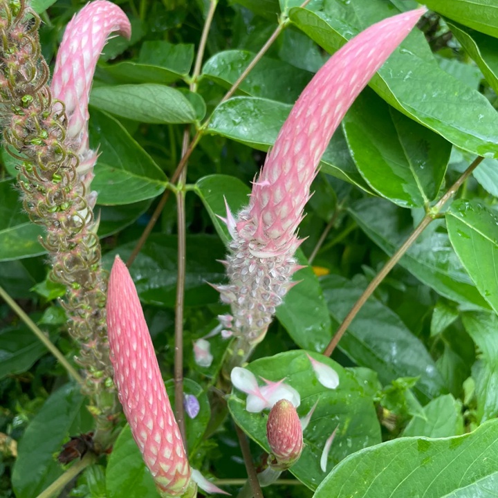 貓尾草如何養(yǎng)護才能開花更好？