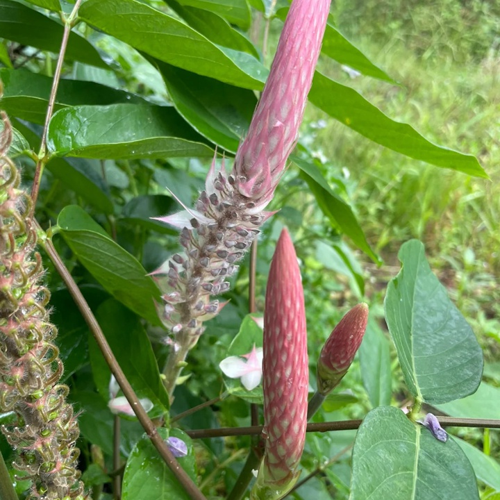 貓尾草如何養(yǎng)護才能開花更好？