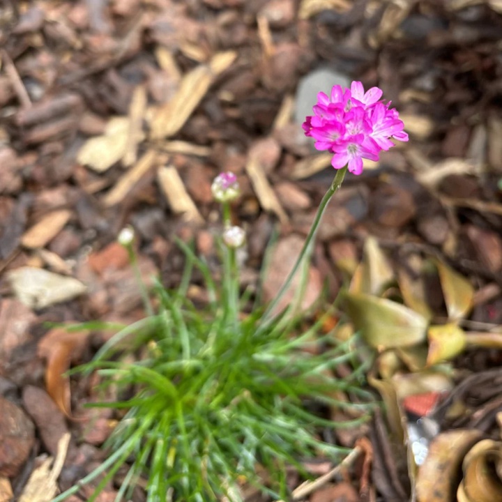 開在海邊的花都有哪些品種