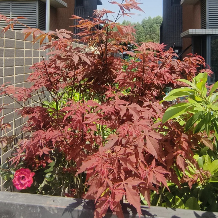 紅楓在廣東可以種植嗎？