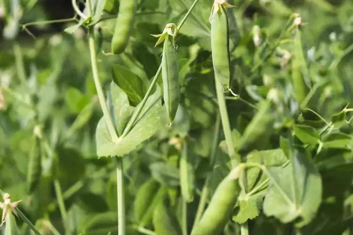 菜園里夏天可以播種的種子有哪些