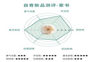 家書月季值得入手嗎