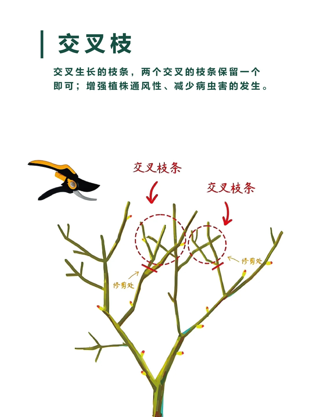 月季修剪的一些實用技巧