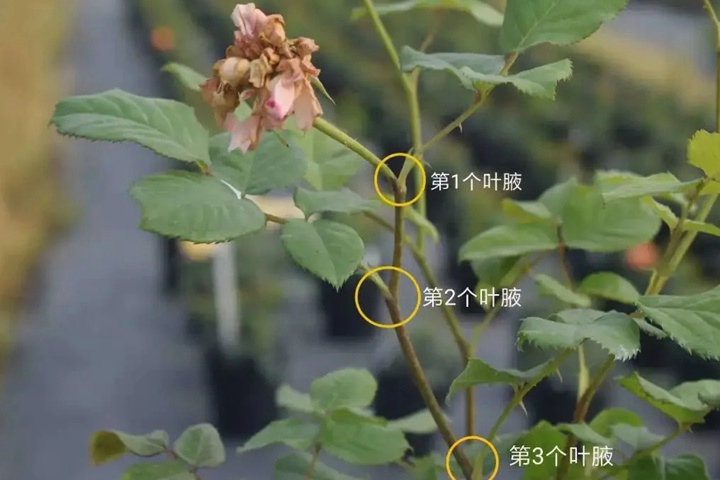 月季開完花怎樣修剪