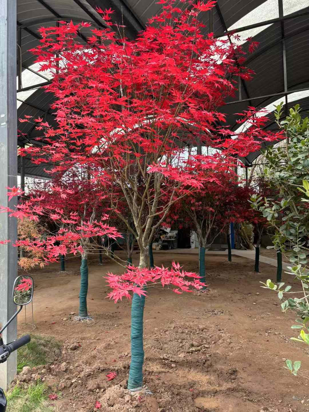 紅楓北方可以種植嗎？