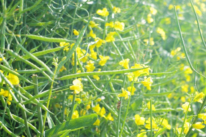 新疆常見的花都有哪些