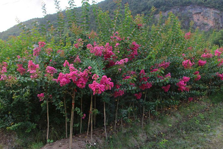 冬天能移栽紫薇樹(shù)嗎？