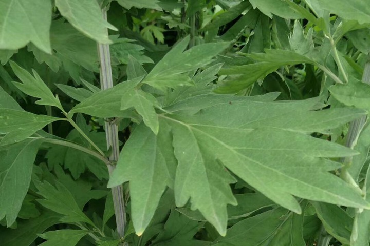 冬天可以種植艾草嗎？