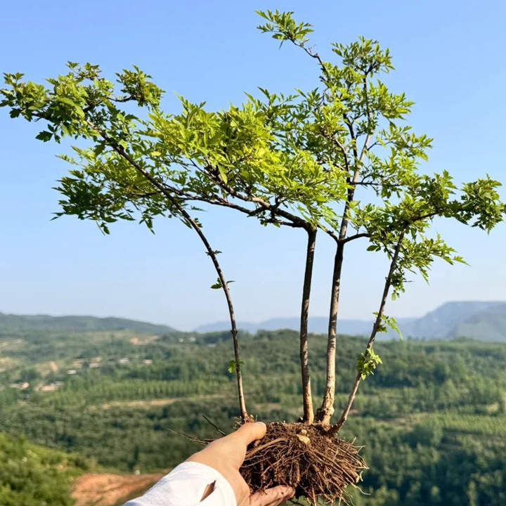 冬天可以種植黃荊嗎